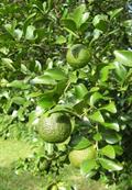 Citrus australis